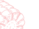 corn_r